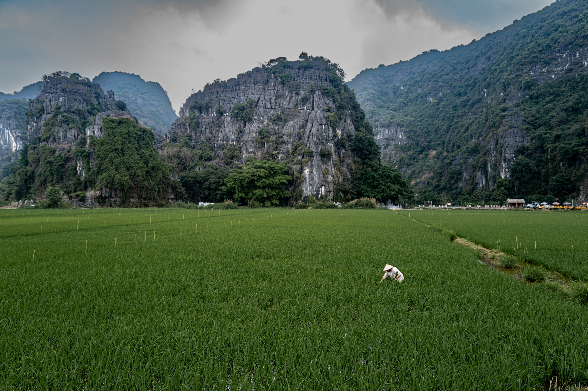Rice field, Tam Coc